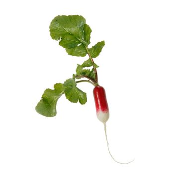 French Breakfast Radish
