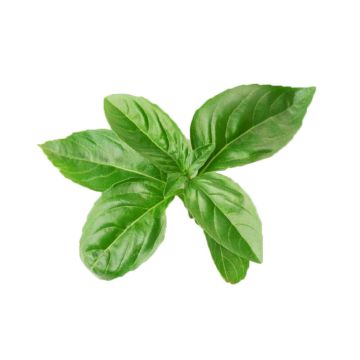Basil