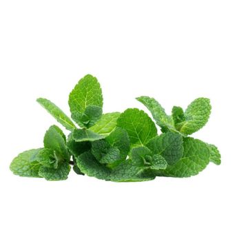 Mint
