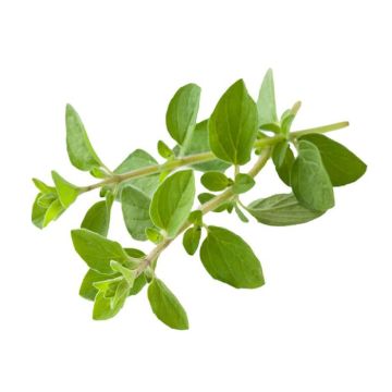 Oregano