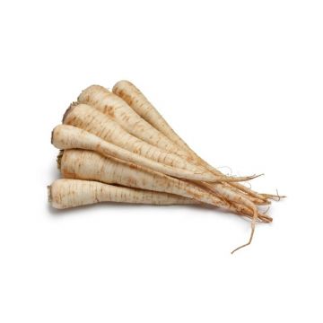 Parsley Root