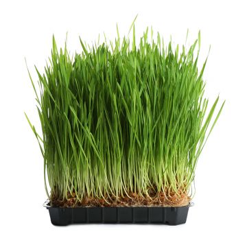Wheatgrass Tray
