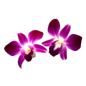 Two Edible Purple Orchids