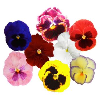 Edible Pansies