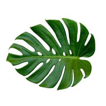 Palm Leaf