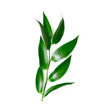 Ruscus Italian Leaves Bunch