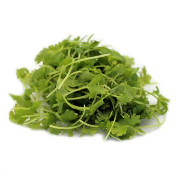 Micro Celery