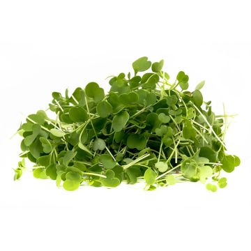 Micro Arugula - Local