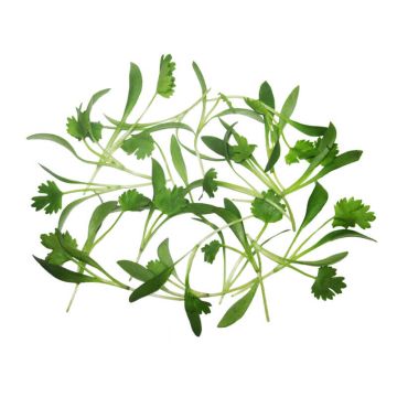 Micro Cilantro