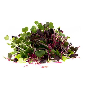 Micro Green Rainbow Mix
