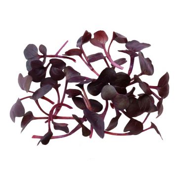 Micro Ruby Radish - Local