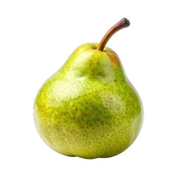 US #1 ANJOU PEAR