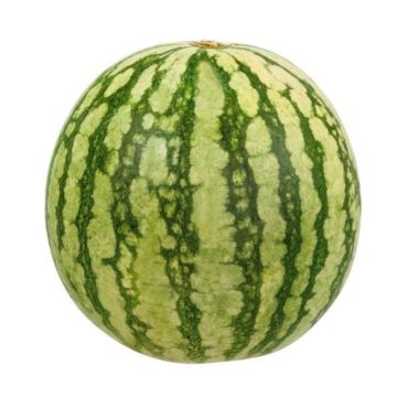 Personal Seedless Watermelon - Retail