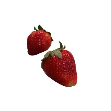 Whole Strawberry