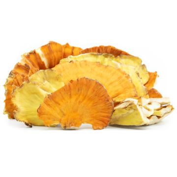 Chicken on the woods