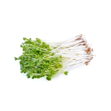Daikon Sprouts