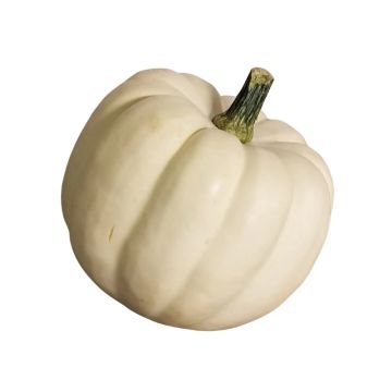 WHITE ACORN SQUASH
