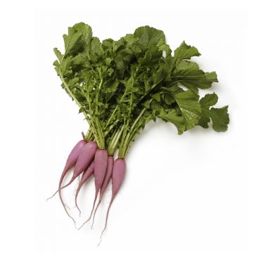 Purple Ninja Radish