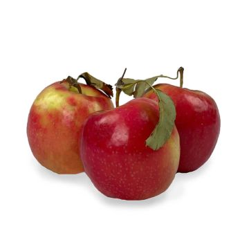 Three Pink Lady Apples