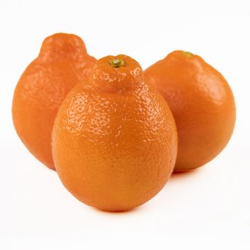 Minneola Tangelos