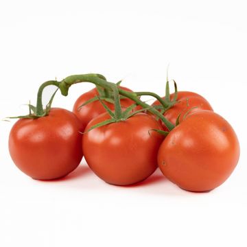 Organic On the Vine Red Tomatoes