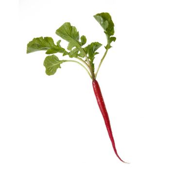 Cincinnati Radish