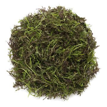 Baby Frill Mustard Greens