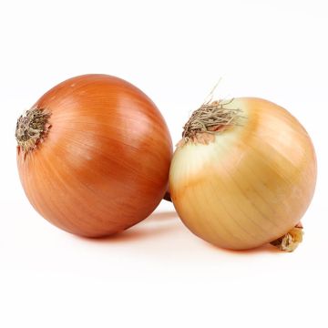 Organic Yellow Onions