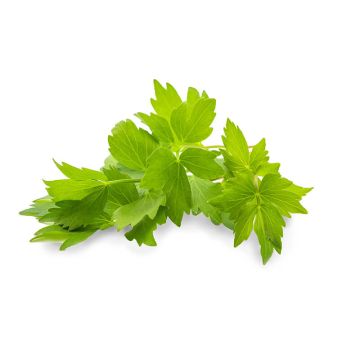Lovage Herb