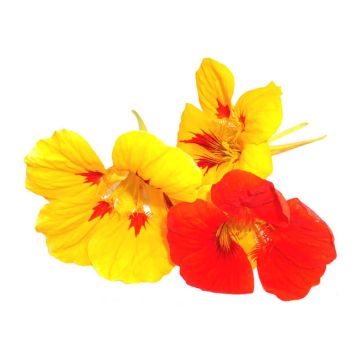 Edible Nasturtiums