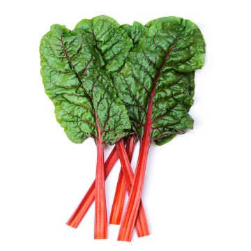 Organic Red Swiss Chard