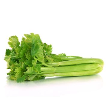 Celery