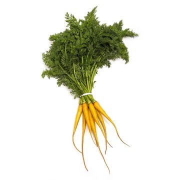 Baby Yellow Carrots with Tops
