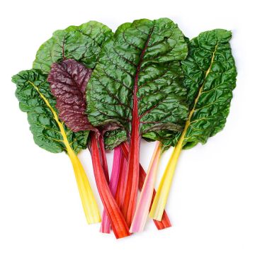 Organic Rainbow Swiss Chard
