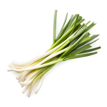 Green/Young Garlic