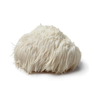 Pom Pom Lion's Man Mushroom