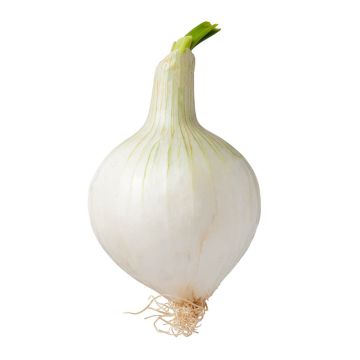 Knob Onion