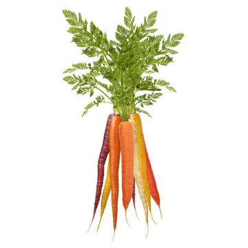 Mixed Carrots w/ Tops
