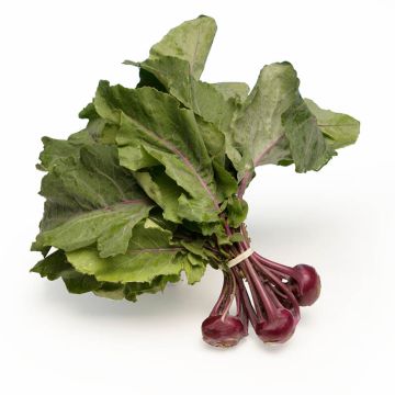 Baby Red Kohlrabi