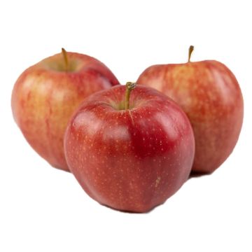 Three Organic Juice Grade Gala Apples