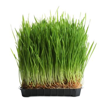 Organic Wheatgrass Tray