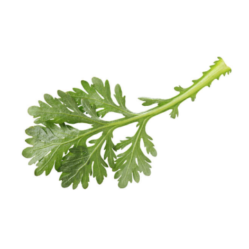 Micro Chrysanthemum Leaves - Local