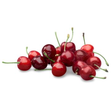 Large Red Cherries