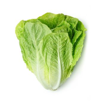 Romaine Leaf Lettuce