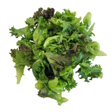 Hydro Ohio Spring Mix - Local