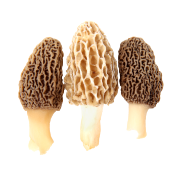 Blonde Morel Mushrooms