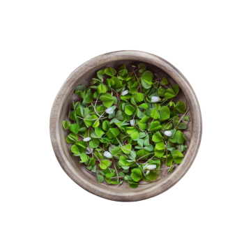 Bowl of Wood Sorrel