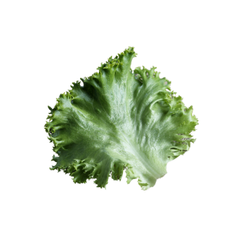 Better Burger Green Leaf Lettuce