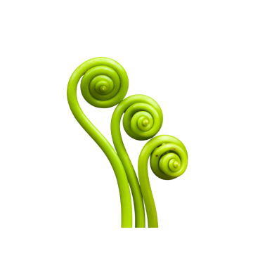 Fiddlehead Ferns