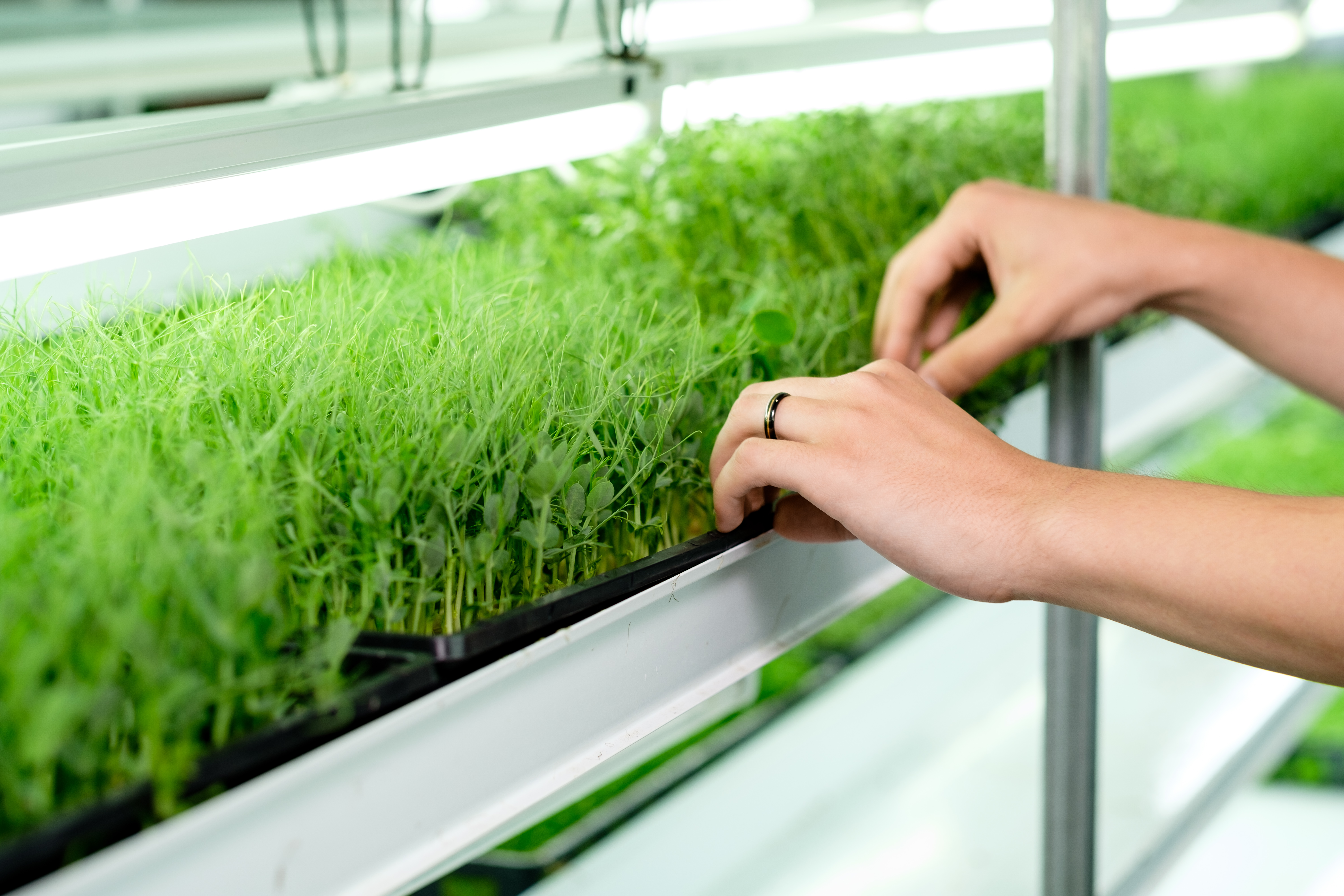 Delicious is in the Details: Elevating Your Plate with Waterfields